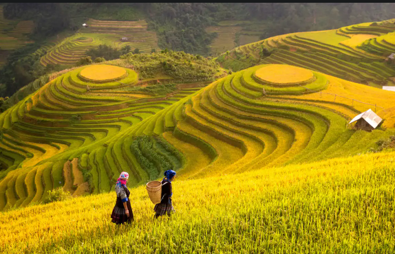 CHỦ ĐỀ 6: CẢNH QUAN THIÊN NHIÊN QUÊ HƯƠNG, ĐẤT NƯỚCHOẠT ĐỘNG GIÁO DỤC (TUẦN 21– TUẦN 24)(19 CÂU)1. NHẬN BIẾT (5 CÂU)Câu 1: Vịnh Hạ Long thuộc tỉnh nào nước ta?A. Hải Phòng.B. Quảng Ninh.C. Thái Bình.D. Nam Định. Câu 2: Bảo vệ môi trường được hiểu là:A. Tránh tác động vào môi trường để khỏi gây ra những tổn thất.B. Làm giảm đến mức cao nhất tác động có hại của con người lên môi trường.C. Biến đổi môi trường theo cách có lợi nhất cho con người.D. Tuân thủ quy luật phát triển của tự nhiên một cách tuyệt đối. Câu 3: Biện pháp bảo tồn cảnh quan thiên nhiên là:A. Thu gom rác ở bãi biển hoặc cảnh quan của địa phương.B. Săn bắt động vật quý hiếm.C. Xả rác bừa bãi.D. Sử dụng túi nilong một lần. Câu 4: Bảo vệ môi trường tự nhiên mang lại lợi ích gì cho con người?A. Tăng phát triển kinh tế.B. Khó hạn chế các bệnh về hô hấp.C. Tăng hiệu ứng nhà kính.D. Giúp chúng ta ứng phó với biến đổi khí hậu. Câu 5: Đâu là cảnh quan thiên nhiên của nước ta?A. Cố đô Huế.B. Sông Nho Quế.C. Hoàng Thành Thăng Long.D. Sông Hoàng Hà. 2. THÔNG HIỂU (5 CÂU)Câu 1: Đâu không phải là biện pháp bảo tồn cảnh quan thiên nhiên?A. Chặt phá rừng trái phép.B. Tái chế rác.C. Tham gia các hoạt động trồng và chăm sóc cây xanh.D. Sử dụng các sản phẩm làm sạch thân thiện với môi trường. Câu 2: Hành động nào sau đây góp phần bảo tồn cảnh quan thiên nhiên?A. Buôn bán động vật hoang dã.B. Không vứt rác bừa bãi ở bãi biển.C. Vứt ra trên sông, suối.D. Chặt phá rừng. Câu 3: Hành động nào sau đây không góp phần bảo tồn cảnh quan thiên nhiên?A. Buôn bán động vật hoang dã.B. Không vứt rác bừa bãi ở bãi biển.C. Tham gia trồng cây, gây rừng.D. Thu gom rác trên bãi biển. Câu 4: Đâu không phải là cảnh quan thiên nhiên nước ta?A. Quần đảo Cát Bà.B. Phong Nha – Kẻ Bàng.C. Đồi cát đỏ Mũi Né.D. Phượng Hoàng cổ trấn. Câu 5: Đâu không phải biện pháp bảo tồn cảnh quan biển?A. Không đánh bắt hải sản trái phép.B. Tham gia các hoạt động làm sạch bờ biển.C. Vứt rác bừa bãi ra biển.D. Kêu gọi mọi người cùng chung tay bảo vệ biển.--------------- Còn tiếp --------------- CHỦ ĐỀ 9; THÍCH ỨNG VỚI MÔI TRƯỜNG HỌC TẬP MỚIHOẠT ĐỘNG GIÁO DỤC (TUẦN 33 – TUẦN 35)(18 CÂU)