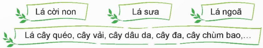 BÀI 4: RỪNG XUÂNI. YÊU CẦU CẦN ĐẠT1. Kiến thứcSau bài học này, HS sẽ:Cùng bạn hỏi đáp được về màu sắc của các sự vật trong tự nhiên; nêu được phỏng đoán của bản thân về nội dung bài đọc qua tên bài, hoạt động khởi động và tranh minh hoạ.Đọc trôi chảy bài đọc, ngắt nghỉ đúng dấu câu, đúng logic ngữ nghĩa; trả lời được các câu hỏi tìm hiểu bài. Hiểu được nội dung của bài đọc: Cảnh khu rừng vào mùa xuân với nhiều sắc màu tuyệt đẹp. Từ đó, rút ra ý nghĩa: Ca ngợi cảnh đẹp của thiên nhiên, đất trời khi vào xuân.Luyện tập sử dụng cách nối các vế trong câu ghép.Viết được đoạn mở bài cho bài văn tả người.Ghi lại được từ ngữ dùng để miêu tả lá cây trong bài đọc “Rừng xuân” mà em thích.2. Năng lựcNăng lực chung:Năng lực giao tiếp, hợp tác: Trao đổi, thảo luận để thực hiện các nhiệm vụ học tập.Năng lực giải quyết vấn đề và sáng tạo: Sử dụng các kiến thức đã học ứng dụng vào thực tế, tìm tòi, phát hiện giải quyết các nhiệm vụ trong cuộc sống.Năng lực văn học: Hình thành, phát triển năng lực ngôn ngữ và năng lực văn học (biết cảm nhận về câu văn hay trong bài đọc).3. Phẩm chấtBồi dưỡng tình yêu thiên nhiên và cuộc sống. Từ đó có ý thức bảo vệ môi trường và cuộc sống xung quanh chúng ta.II. PHƯƠNG PHÁP VÀ THIẾT BỊ DẠY HỌC 1. Phương pháp dạy họcVấn đáp, động não, trực quan, hoạt động nhóm, đóng vai, giải quyết vấn đề, lắng nghe tích cực.2. Thiết bị dạy họca. Đối với giáo viênGiáo án, SHS, SGV, SBT Tiếng Việt 5.Tranh hoặc ảnh SHS phóng to.Tranh, ảnh hoặc video clip cảnh rừng vào mùa xuân (nếu có). Bảng phụ/ máy chiếu ghi đoạn từ đầu đến “cây chùm bao”. Thẻ từ, thẻ câu để tổ chức cho HS chơi trò chơi.b. Đối với học sinhSBT, SHS Tiếng Việt 5.Tranh ảnh, tư liệu, video sưu tầm liên quan đến bài học và dụng cụ học tập theo yêu cầu của GV.HOẠT ĐỘNG CỦA GVHOẠT ĐỘNG CỦA HSTIẾT 1: ĐỌCA. HOẠT ĐỘNG KHỞI ĐỘNGa. Mục tiêu: Tạo tâm thế hứng thú cho HS từng bước làm quen với bài học.b. Tổ chức thực hiện:- GV trình chiếu cho HS quan sát một số hình ảnh về các sự vật trong tự nhiên:                Bầu trời                                    Cánh đồng lúaHoa hồng- GV yêu cầu HS làm việc nhóm đôi và thảo luận: Quan sát hình ảnh, trao đổi với bạn về màu sắc của sự vật phía trên.- GV mời đại diện 1 – 2 nhóm đôi trình bày ý kiến trước lớp. Các HS khác lắng nghe, nhận xét (nếu có): bầu trời – xanh ngắt, Cánh đồng lúa – vàng ươm, hoa hồng – đỏ thắm.- GV nhận xét, đánh giá và khích lệ HS. - GV hướng dẫn HS quan sát tranh minh họa SGK tr22, dẫn dắt và giới thiệu bài đọc: Bài đọc Rừng xuân miêu tả cảnh khu rừng vào mùa xuân với nhiều sắc màu tuyệt đẹp. Qua đó, tác giả ca ngợi cảnh đẹp thiên nhiên, đất trời khi vào xuân.B. HOẠT ĐỘNG HÌNH THÀNH KIẾN THỨCHoạt động 1: Luyện đọc thành tiếnga. Mục tiêu: Thông qua hoạt động, HS:- Lắng nghe GV đọc mẫu, hướng dẫn đọc, luyện đọc từ khó, luyện cách ngắt nghỉ và đọc câu thể hiện cảm xúc của nhân vật. - Đọc được bài đọc trong nhóm và trước lớp. - Giải nghĩa một số từ khó.b. Tổ chức thực hiện: - GV đọc mẫu cho HS nghe: Đọc giọng trong sáng, tươi vui, nhẹ nhàng, nhấn giọng ở những từ ngữ chỉ vẻ đẹp của khu rừng, của thiên nhiên.- GV hướng dẫn HS cách đọc một số từ ngữ khó: bụ bẫm; lá ngoã non; huyện ȧo; toé;...- GV hướng dẫn HS cách ngắt nghỉ một số câu dài:Những lá sưa mỏng tang/ và xanh rờn như một thứ lụa xanh màu ngọc thạch/ với những chùm hoa li ti/ và trắng như những hạt mưa bay.//Nắng đậm dần lên/ chiếu qua các tầng lá đủ màu sắc/ rọi xuống/ tạo ra một vùng ánh sáng mờ tỏ chỗ lam,/ chỗ hồng,/ có chỗ nắng chiếu vào những hạt sương/ toé lên những tia ngũ sắc/ ngời ngời như ta nhìn qua những ống kính vạn hoa.//- GV giải thích nghĩa của một số từ ngữ khó cho HS: Sưa: loại cây gỗ nhỡ, tán thưa, hoa trắng và thơm, có thể được trồng làm cây cảnh quan đường phố, được xếp vào nhóm cây cần bảo vệ nghiêm ngặt. Ngoã: loại cây thân gỗ, lá cây to, hình trái tim gần như tròn, quả ăn được. Quéo: loại cây gần giống như cây xoài, mọc hoang, thân cây to, quả dẹt và cong như có mỏ, ăn được và có vị chua. - GV tổ chức cho HS đọc thành tiếng đoạn, bài đọc trong nhóm nhỏ và trước lớp. Bài đọc có thể chia thành hai đoạn để luyện đọc và tìm ý: + Đoạn 1: Từ đầu đến “cây chùm bao”.+ Đoạn 2: Còn lại.Hoạt động 2: Luyện đọc hiểua. Mục tiêu: Thông qua hoạt động, HS:- Đọc thầm lại bài đọc và trả lời các câu hỏi liên quan đến bài đọc. - Nắm được nội dung, ý nghĩa của bài đọc. b. Tổ chức thực hiện: - GV tổ chức cho HS đọc thầm lại bài đọc và thảo luận trong nhóm hoặc nhóm nhỏ để trả lời từng câu hỏi:+ Câu 1: Mỗi loại lá cây đóng góp gì cho “ngày hội của màu xanh”?+ Câu 2: Ngoài màu xanh, rừng xuân còn được miêu tả với những màu sắc nào? + Câu 3: Lá sưa và lá ngoã được so sánh với sự vật nào? Cách so sánh ấy có gì thú vị?+ Câu 4: Vì sao nắng chiếu qua các tầng lá lại tạo nên bầu ánh sáng huyền ảo? + Câu 5: Nêu cảm nghĩ của em về rừng xuân được tả trong bài.- GV mời 1 – 2 HS trả lời câu hỏi, các HS khác lắng nghe, nhận xét và bổ sung (nếu có).- GV nhận xét, đánh giá và chốt đáp án: + Câu 1: Lá cời non — thoảng một chút xanh; lá sưa – mỏng tang và xanh rờn, như một thứ lụa xanh màu ngọc thạch; lá ngoã — còn non, to như cái quạt lọc ánh sáng xanh mờ; lá cây quéo, cây vải, cây dâu da, cây đa, cây chùm bao — xanh sẫm đậm đặc.+ Câu 2: Ngoài màu xanh, rừng xuân còn được miêu tả với những màu sắc khác, như: màu nâu hồng của những mầm cây bụ bẫm chưa có đủ chất diệp lục; những lá cời non mới thoảng một chút xanh vừa ra khỏi màu nâu vàng; những chùm hoa sưa li ti và trắng như những hạt mưa bay; những đốm lá già còn rớt lại đỏ như những viên hồng ngọc; những chiếc lá già đốm vàng, đốm đỏ, đốm tim; những chùm hoa lại vàng lên chói chang như những ngọn lửa; ...+ Câu 3: Lá sưa — lụa xanh, lá ngoã — cái quạt. Cách so sánh giúp sự vật trở nên sống động, gần gũi, dễ hình dung và có nét đặc trưng riêng biệt.+ Câu 4: Vì ánh nắng rọi xuống tạo ra vùng ánh sáng mờ tỏ chỗ lam, chỗ hồng, có chỗ nắng chiếu vào những hạt sương toé lên những tia ngũ sắc ngời ngời như ta nhìn qua những ống kính vạn hoa, khiến bầu ảnh sáng trở nên huyền ảo, diệu kì.+ Câu 5: HS trả lời theo suy nghĩ, cảm nhận riêng. GV gợi ý: Rừng xuân được tả trong bài thật đẹp, tràn ngập màu xanh với các sắc độ đậm nhạt khác nhau, nhờ cách miêu tả khéo léo, sinh động của tác giả mà khi đọc, ta cứ ngỡ cả khu rừng như đang hiện ra trước mắt.- Tuỳ thuộc vào trình độ HS, thời lượng tổ chức hoạt động và nội dung cụ thể của từng bài đọc, GV có thể kết hợp hướng dẫn HS tìm ý từng đoạn:+ Sau khi HS trả lời câu hỏi 1, 2 Rút ra ý đoạn 1: Khu rừng mùa xuân như một ngày hội màu xanh với nhiều sắc độ đậm nhạt.+ Sau khi HS trả lời câu hỏi 3, 4 Rút ra ý đoạn 2: Bầu ảnh sáng huyền ảo của khu rừng.+ Sau khi HS trả lời câu hỏi 5Rút ra nội dung, ý nghĩa bài đọc.Hoạt động 3: Luyện đọc lại. a. Mục tiêu: Thông qua hoạt động, HS:- Nhắc lại được nội dung, ý nghĩa bài đọc; xác định được giọng đọc.- Luyện đọc trong nhóm và trước lớp. b. Tổ chức thực hiện: - GV mời đại diện 1 – 2 HS nhắc lại nội dung, ý nghĩa bài đọc Rừng xuân.- GV tổ chức cho HS đọc lại đoạn 1 và xác định giọng đọc đoạn này: Giọng trong sáng, tươi vui, nhẹ nhàng, nhấn giọng ở những từ ngữ chỉ vẻ đẹp của khu rừng, của thiên nhiên:    Rừng hôm nay/ như một ngày hội của màu xanh,/ màu xanh với nhiều sắc độ đậm nhạt,/ dày mỏng khác nhau.// Những mầm cây bụ bẫm/ còn đang ở màu nâu hồng chưa có đủ chất diệp lục/ để chuyển sang màu xanh.// Những lá cời non/ mới thoảng một chút xanh vừa ra khỏi màu nâu vàng.// Những là sưa mỏng tang/ và xanh rờn như một thử lụa xanh màu ngọc thạch/ với những chùm hoa li ti/ và trắng như những hạt mưa bay.// Những chiếc lá ngoã non/ to như cái quạt lọc ánh sáng xanh mờ mờ.// Tất cả những sắc xanh non tơ ấy/ in trên nền xanh sẫm đậm đặc/ của những tán lá già,/ của những cây cân đa câu quéo,/ cây vải,/ cây dâu da,/ cây đa,/ cây chim bào,…//- GV tổ chức cho HS luyện đọc trong nhóm, trước lớp đoạn 1. - GV mời 1 – 2 HS khá, giỏi đọc cả bài, các HS khác lắng nghe, nhận xét (nếu có).- GV nhận xét, đánh giá hoạt động của lớp.C. HOẠT ĐỘNG LUYỆN TẬPa. Mục tiêu: Củng cố lại nội dung bài đọc Rừng xuân.b. Tổ chức thực hiện: - GV tổ chức cho HS chơi trò chơi “Nhà thông thái”.- GV chiếu các câu hỏi trắc nghiệm lên màn hình.Câu 1: Theo bài đọc, những mầm cây bụ bẫm còi đang ở màu nào?A. Xanh lá.B. Nâu hồng.C. Đỏ tươi.D. Vàng úa.Câu 2: Những lá sưa được miêu tả như thế nào?A. Mỏng tang, xanh rờn như lụa xanh màu ngọc thạch.B. Dày và sẫm màu.C. Nhợt nhạt và khô héo.D. Đậm và có chùm hoa.Câu 3: Giữa những đám lá sòi xanh, còn có những lá cây nào còn rớt lại đỏ như những viên hồng ngọc?A. Cây chùm bao.B. Cây dâu da.C. Cây đa.D. Cây quéo.Câu 4: Ngoài màu xanh, bài đọc còn miêu tả những màu sắc khác như những gì?A. Màu nâu hồng, màu nâu vàng, màu đỏ, màu vàng, màu tímB. Chỉ có màu xanh trong nhiều sắc độC. Màu nâu hồng, màu đỏ, màu vàng, màu trắngD. Chỉ có màu xanh sẫm đậm và màu xanh nhạtCâu 5: Những đốm lá già còn rớt lại trong rừng được miêu tả có màu sắc như thế nào?A. Chỉ có màu vàng.B. Đỏ như những viên hồng ngọc.C. Đốm vàng, đốm đỏ, đốm tím.D. Xanh sẫm và đen sì.- GV mời đại diện lần lượt HS trả lời. Các HS khác lắng nghe, bổ sung đáp án (nếu có).- GV nhận xét, đánh giá và chốt đáp án:1. B2. A3. D4. A5. C* CỦNG CỐ- GV nhận xét, tóm tắt lại những nội dung chính của bài học. - GV nhận xét, đánh giá sự tham gia của HS trong giờ học, khen ngợi những HS tích cực; nhắc nhở, động viên những HS còn chưa tích cực, nhút nhát.* DẶN DÒ- GV nhắc nhở HS:+ Đọc lại bài Rừng xuân, hiểu ý nghĩa bài đọc.+ Chia sẻ với người thân về bài đọc.+ Đọc trước bài Luyện từ và câu – Luyện tập về cách nối các vế trong câu ghép.    - HS quan sát hình ảnh.          - HS làm việc nhóm đôi. - HS trình bày ý kiến.   - HS quan sát, tiếp thu.- HS quan sát tranh minh họa, lắng nghe và tiếp thu.              - HS lắng nghe GV đọc mẫu, đọc thầm theo.   - HS luyện đọc theo hướng dẫn của GV.             - HS luyện đọc theo nhóm.        - HS đọc thầm, HS làm việc nhóm đôi để trả lời các câu hỏi.         - HS trả lời.  - HS lắng nghe, tiếp thu.                              - HS nhắc lại nội dung bài đọc. - HS luyện đọc theo nhóm.             - HS đọc bài, các HS khác lắng nghe, đọc thầm theo. - HS đọc bài. - HS lắng nghe, tiếp thu.   - HS tham gia trò chơi.- HS chú ý lên màn hình.                - HS trả lời câu hỏi.  - HS lắng nghe, tiếp thu.  - HS lắng nghe, tiếp thu.- HS lắng nghe, tiếp thu.   - HS lắng nghe, thực hiện. --------------- Còn tiếp --------------- Ngày soạn:…/…/…Ngày dạy:…/…/…BÀI 6: MỘT BẢN HÙNG CAI. YÊU CẦU CẦN ĐẠT1. Kiến thứcSau bài học này, HS sẽ:Bày tỏ được suy nghĩ của em về câu thơ của nhà thơ Tố Hữu; nêu được phỏng đoán của bản thân về nội dung bài qua tên bài, hoạt động khởi động và tranh minh hoạ.Đọc trôi chảy bài đọc, ngắt nghỉ đúng dấu câu, đúng logic ngữ nghĩa; trả lời được các câu hỏi tìm hiểu bài. Hiểu được nội dung của bài đọc: Bức tranh toàn cảnh Chiến dịch Điện Biên Phủ đã tái hiện lại không khí hào hùng và chiến thắng vẻ vang của quân và dân ta.Giới thiệu được một di tích hoặc danh lam thắng cảnh.Tìm được ý cho đoạn văn thể hiện tình cảm, cảm xúc trước một sự việc.Chia sẻ được cảm xúc của em về bức tranh toàn cảnh Chiến dịch Điện Biên Phủ.2. Năng lựcNăng lực chung: Năng lực giao tiếp, hợp tác: Trao đổi, thảo luận để thực hiện các nhiệm vụ học tập.Năng lực giải quyết vấn đề và sáng tạo: Sử dụng các kiến thức đã học ứng dụng vào thực tế, tìm tòi, phát hiện giải quyết các nhiệm vụ trong cuộc sống.Năng lực văn học: Hình thành, phát triển năng lực ngôn ngữ và năng lực văn học (biết cảm nhận về câu văn hay trong bài đọc).3. Phẩm chấtTự hào về truyền thống yêu nước, kiên cường chống giặc ngoại xâm của cha ông.Biết ơn các thế hệ trước đã gìn giữ non sông, đất nước để chúng ta có được cuộc sống như ngày hôm nay.II. PHƯƠNG PHÁP VÀ THIẾT BỊ DẠY HỌC1. Phương pháp dạy họcVấn đáp, động não, trực quan, hoạt động nhóm, đóng vai, giải quyết vấn đề, lắng nghe tích cực.2. Thiết bị dạy họca. Đối với giáo viênGiáo án, SHS, SGV, VBT Tiếng Việt 5.Tranh hoặc ảnh SHS phóng toTranh, ảnh, video clip về Chiến dịch Điện Biên Phủ (nếu có).Bảng phụ/ máy chiếu ghi đoạn từ “Thiết kế mái nhà vòm” đến “quân và dân ta”Tranh, ảnh, video clip về một di tích hoặc danh lam thắng cảnh (nếu có).b. Đối với học sinhSHS, SBT Tiếng Việt 5.Tranh ảnh, tư liệu, video sưu tầm liên quan đến bài học và dụng cụ học tập theo yêu cầu của GV.III. TIẾN TRÌNH DẠY HỌC HOẠT ĐỘNG CỦA GVHOẠT ĐỘNG CỦA HSTIẾT 1: ĐỌCA. HOẠT ĐỘNG KHỞI ĐỘNGa. Mục tiêu: Tạo tâm thế hứng thú cho HS từng bước làm quen với bài học.b. Tổ chức thực hiện:- GV trình chiếu cho HS xem video về Chiến dịch Điện Biên Phủ:Chiến thắng Điện Biên Phủ- GV yêu cầu HS làm việc nhóm đôi và thảo luận: Bày tỏ suy nghĩ về câu thơ của nhà thơ Tố Hữu:Chín năm làm một Điện Biên,Nắn vành hoa đỏ, nên thiên sử vàng.- GV mời 1 - 2 HS chia sẻ trước lớp, các HS khác lắng nghe, nhận xét, bổ sung (nếu có): Sau những năm tháng chiến đấu đầy gian khổ, chiến thắng Điện Biên Phủ được xem là một mốc son chói lọi, rất đáng tự hào của dân tộc ta.- GV nhận xét, đánh giá và khích lệ HS.- GV tổ chức cho HS xem tranh, liên hệ nội dung khởi động với nội dung tranh.- GV tổ chức cho HS đọc tên và phán đoán nội dung bài học.lắng nghe, nhận xét và bổ sung ( nếu có).- GV nhận xét, đánh giá và khen ngợi HS.- GV giới thiệu bài học mới và ghi tên bài đọc: Một bản hùng ca.B. HOẠT ĐỘNG HÌNH THÀNH KIẾN THỨCHoạt động 1: Luyện đọc thành tiếnga. Mục tiêu: Thông qua hoạt động, HS:- Lắng nghe GV đọc mẫu, hướng dẫn đọc, luyện đọc từ khó, luyện cách ngắt nghỉ và đọc câu thể hiện cảm xúc của tác giả. - Đọc được bài đọc trong nhóm và trước lớp. b. Tổ chức thực hiện:- GV đọc mẫu cho HS nghe: Đọc giọng thong thả, rành mạch, nhấn giọng ở những từ ngữ thông tin về bức tranh toàn cảnh Chiến dịch Điện Biên Phủ.- GV hướng dẫn HS đọc, luyện đọc và giải nghĩa một số từ khó, hướng dẫn luyện đọc một số câu dài:+ Luyện đọc một số từ ngữ khó: khốc liệt, Đờ Ca-xtơ-ri, tiền tuyến... + Luyện đọc một số câu dài:Bức tranh toàn cảnh Chiến dịch Điện Biên Phủ tại Bảo tàng Chiến thắng Điện Biên được vẽ bằng chất liệu sơn dầu theo một vòng tròn với đường kính 42 mét, chiều dài 132 mét, chiều cao 20,5 mét. ;Vòng ngoài là bầu trời bom đạn rực lửa, tái hiện liên hoàn bốn trường đoạn lịch sử của chiến dịch.+ Giải nghĩa một số từ ngữ khó:Him Lam: nằm ở tỉnh Điện Biên, trong Chiến dịch Điện Biên Phủ, nơi đây được chọn để đặt căn cứ của quân Pháp, nhằm bảo vệ cho cử điểm Điện Biên Phủ.Đờ Ca-xtơ-ri: tên tướng chỉ huy quân đội Pháp trong Chiến dịch Điện Biên Phủ.- GV tổ chức cho HS đọc thành tiếng đoạn, bài đọc trong nhóm nhỏ và trước lớp. Bài đọc có thể chia thành ba đoạn để luyện đọc và tìm ý:+ Đoạn 1: Từ đầu đến “chiều cao 20,5 mét”.+ Đoạn 2: Tiếp theo đến “quân và dân ta”.+ Đoạn 3: Còn lại.Hoạt động 2: Luyện đọc hiểua. Mục tiêu: Thông qua hoạt động, HS:- Đọc thầm lại bài đọc và trả lời các câu hỏi liên quan đến bài đọc. - Nắm được nội dung, ý nghĩa của bài đọc. b. Tổ chức thực hiện:- GV tổ chức cho HS đọc thầm lại bài đọc và thảo luận trong nhóm hoặc nhóm nhỏ để trả lời từng câu hỏi:+ Câu 1 : Nêu những thông tin chung về bức tranh toàn cảnh Chiến dịch Điện Biên Phủ:+ Câu 2 : Hình ảnh bầu trời trong xanh ở vòng trong mái nhà vòm của bức tranh thể hiện điều gì?+ Câu 3 : Giới thiệu một trường đoạn của bức tranh mà em thích.+ Câu 4 : Qua bài đọc, em thấy Chiến dịch Điện Biên Phủ có giá trị và ý nghĩa như thế nào đối với dân tộc Việt Nam?- GV mời 1 – 2 HS trả lời câu hỏi, các HS khác lắng nghe, nhận xét và bổ sung (nếu có).- GV nhận xét, đánh giá và chốt đáp án: +Câu 1: Chất liệu: sơn dầu; bố cục: vòng tròn; kích thước: chiều dài 132 mét, chiều cao 20,5 mét và đường kính 42 mét; bức tranh được đặt tại Bảo tàng Chiến thắng Điện Biên Phủ.+Câu 2: Hình ảnh bầu trời trong xanh thể hiện cho khát vọng hoà bình.+ Câu 3: HS trả lời theo suy nghĩ, cảm nhận riêng và giải thích lí do vì sao thích trường đoạn đó. VD:Trường đoạn “Toàn dân ra trận ghi lại hình ảnh từng đoàn dân, quân thổ hàng cung cấp lương thực cho tiền tuyến.Trường đoạn “Khúc dạo đầu hùng tráng” với điểm nhấn là trận Him Lam mở màn Chiến dịch Điện Biên Phủ.Trường đoạn “Cuộc đối đầu lịch sử” tái hiện lại sự khốc liệt của chiến trường năm xưa.Trường đoạn “Chiến thắng Điện Biên” tái hiện hình ảnh bộ đội cắm cờ đỏ sao vàng trên nóc hầm tướng Đờ Ca-xtơ-ri.+Câu 4: HS trả lời theo suy nghĩ, cảm nhận riêng. VD: Chiến dịch Điện Biên Phủ là sự kiện cách mạng có giá trị và ý nghĩa rất lớn với dân tộc Việt Nam. Thắng lợi của chiến dịch đã ghi một dấu ấn to lớn vào lịch sử trong nước và ngoài nước, còn được gọi là “chiến thắng lừng lẫy năm châu, chấn động địa cầu”, trở thành biểu tượng của cuộc đấu tranh chống thực dân giải phóng dân tộc và chứng minh sức mạnh của dân tộc Việt Nam.- Tuỳ thuộc vào trình độ HS, thời lượng tổ chức hoạt động và nội dung cụ thể của từng bài đọc, GV có thể kết hợp hướng dẫn HS tìm ý từng đoạn:+ Sau khi HS trả lời câu hỏi 1Rút ra ý đoạn 1: Chất liệu, bố cục và kích thước của bức tranh.+ Sau khi HS trả lời câu hỏi 2, 3 Rút ra ý đoạn 2: Giới thiệu bốn trường đoạn trong bức tranh.+ Sau khi HS trả lời câu hỏi 3 Rút ra ý đoạn 3: Ý nghĩa của bức tranh.+ Sau khi HS trả lời câu hỏi 4 Rút ra nội dung bài đọc.Hoạt động 3: Luyện đọc lạia. Mục tiêu: Thông qua hoạt động, HS:- Nhắc lại được nội dung, ý nghĩa bài đọc; xác định được giọng đọc của tác giả.- Luyện đọc trong nhóm và trước lớp. b. Tổ chức thực hiện:- GV mời đại diện 1 – 2 HS nhắc lại nội dung, ý nghĩa bài đọc Một bản hùng ca.- GV hướng dẫn HS đọc lại đoạn 2 và xác định giọng đọc đoạn này: Giọng đọc thong thả, rõ ràng, rành mạch, nhấn giọng ở những từ ngữ chỉ nội dung của các trường đoạn.    Thiết kế mái nhà vòm của bức tranh/ là hai bầu trời.// Vòng trong là bầu trời trong xanh/ thể hiện khát vọng hoà bình.// Vòng ngoài là bầu trời bom đạn rực lửa,/ tái hiện liên hoàn bốn trường đoạn lịch sử của chiến dịch://    Trường đoạn “Toàn dân ra trận”/ với hình ảnh từng đoàn dân,/ quân thồ hàng,/ trèo non lội suối/ cung cấp lương thực cho tiền tuyến.//    Trường đoạn “Khúc dạo đầu hùng tráng”/ với điểm nhấn là trận Him Lam/ mở màn Chiến dịch Điện Biên Phủ.//   Trường đoạn “Cuộc đối đầu lịch sử”/ cho thấy sự khốc liệt của chiến trường năm xưa/ với hình ảnh hầm hào,/ dây thép gai/ và hình ảnh quả bộc phá phát nổ trên đồi A1.//     Trường đoạn “Chiến thắng Điện Biên”/ tái hiện hình ảnh bộ đội cắm cờ đỏ sao vàng/ trên nóc hầm tướng Đờ Ca-xtơ-ri,/ khẳng định chủ quyền và chiến thắng vẻ vang của quân và dân ta.//- GV hướng dẫn HS luyện đọc trong nhóm và trước lớp đoạn 2. - GV mời 1 – 2 HS khá, giỏi đọc cả bài, các HS khác lắng nghe, nhận xét (nếu có).- GV nhận xét, đánh giá hoạt động của lớp.C. HOẠT ĐỘNG LUYỆN TẬPa. Mục tiêu: Củng cố lại nội dung bài đọc Một bản hùng ca.b. Tổ chức thực hiện: - GV tổ chức cho HS chơi trò chơi “Nhà thông thái”.- GV chiếu các câu hỏi trắc nghiệm lên màn hình. Câu 1: Bức tranh toàn cảnh Chiến dịch Điện Biên Phủ có kích thước như thế nào?A. Đường kính 42m, chiều dài 132m, chiều cao 20,5m.B. Đường kính 40m, chiều dài 130m, chiều cao 22m.C. Đường kính 45m, chiều dài 135m, chiều cao 21m.D. Đường kính 50m, chiều dài 140m, chiều cao 25m.Câu 2: Mái nhà vòm của bức tranh được thiết kế thành mấy bầu trời?A. 1B. 2C. 3D. 4Câu 3: Bức tranh được chia thành bao nhiêu trường đoạn lịch sử?A. 2B. 3C. 4D. 5Câu 4: Trường đoạn nào mô tả hình ảnh quả bộc phá phát nổ trên đồi A1?A.  Toàn dân ra trận