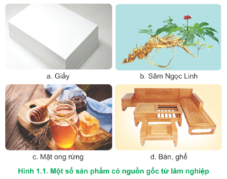 CHỦ ĐỀ 1. GIỚI THIỆU CHUNG VỀ LÂM NGHIỆP