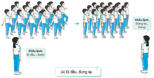 BÀI 2: BÀI TẬP PHỐI HỢP ĐỘI NGŨ HÀNG DỌC, BIẾN ĐỔI ĐỘI HÌNH HÀNG DỌC, HÀNG NGANG