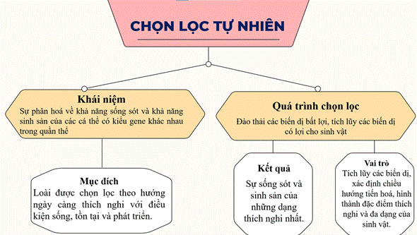 ÔN TẬP CHỦ ĐỀ 12