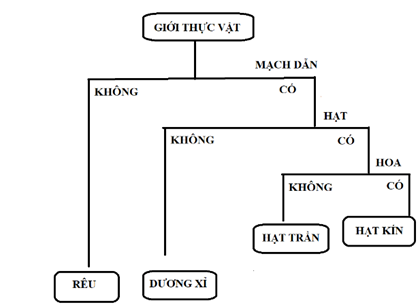 BÀI 30: THỰC HÀNH PHÂN LOẠI THỰC VẬT