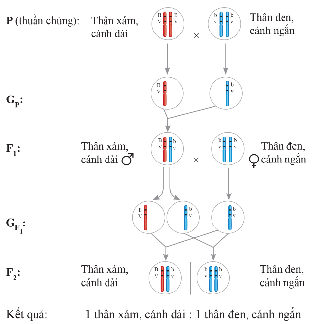 CHỦ ĐỀ 3: ĐIỆNBÀI 9: ĐOẠN MẠCH SONG SONG(18 CÂU) A. CÂU HỎI TRẮC NGHIỆM1. NHẬN BIẾT (6 CÂU)Câu 1: Cường độ dòng điện trong đoạn mạch song song có đặc điểm gì?A. Cường độ dòng điện qua mỗi điện trở là như nhau.B. Cường độ dòng điện trong mạch chính bằng tổng cường độ dòng điện qua mỗi mạch nhánh.C. Cường độ dòng điện trong mạch chính bằng hiệu cường độ dòng điện qua mỗi mạch nhánh.D. Cường độ dòng điện trong mạch chính bằng nghịch đảo tổng cường độ dòng điện qua mỗi mạch nhánh.Câu 2: Hiệu điện thế trong đoạn mạch có hai điện trở mắc song song được xác định bởi công thức nào?A. U = U­1 = U2.B. U = U1 + U2.C. U = |U1 – U2|.D. U = U1 ≠ U2.Câu 3: Biểu thức nào sau đây xác định điện trở tương đương của đoạn mạch có hai điện trở R1 và R2 mắc song song?A. R = R­1 = R2.B. R = R1 + R2.C. R = |R1 – R2|.D. Câu 4: Trong đoạn mạch mắc song song, hiệu điện thế giữa hai đầu đoạn mạch có đặc điểm nào?A. Bằng tổng các hiệu điện thế của các điện trở thành phần.B. Bằng hiệu các hiệu điện thế của các điện trở thành phần.C. Bằng các hiệu điện thế của các điện trở thành phần.D. Luôn nhỏ hơn tổng các hiệu điện thế của các điện trở thành phần.Câu 5: Cường độ dòng điện trong mạch có n điện trở mắc song song được xác định bởi công thức nào?A. I = I1 + I2 +…+ In.B. I = I1 = I2 =…= In.C. I = |I1 - I2 -…- In|.D. I ≠ I1 = I2 =…= In.Câu 6: Sơ đồ nào dưới đây biểu diễn mạch điện gồm 2 điện trở mắc song song?A. Hình 1.B. Hình 2.C. Hình 3.D. Hình 4.2. THÔNG HIỂU (6 CÂU) Câu 1: Trong mạch điện gồm hai điện trở R1 = 3 Ω và R2 = 6 Ω mắc song song với nhau. Điện trở tương đương của mạch làA. 2 Ω.B. 4 Ω.C. 1 Ω.D. 9 Ω.--------------------------------------------------------- Còn tiếp -------------------------BÀI 26: GLUCOSE VÀ SACCHAROSE(30 CÂU) A. CÂU HỎI TRẮC NGHIỆM1. NHẬN BIẾT (17 CÂU)Câu 1: Carbohydrate là tên gọi của một nhóm các hợp chất có chứa các nguyên tố A. C, H.B. C, H, O, N.C. C, H, O.D. C, H, N.Câu 2: Công thức phân tử của glucose làA. C6H12O6.B. C6H10O5.C. C12H22O11.D. CH2O.Câu 3: Loại thực vật nào sau đây không chứa saccharose?A. Cây mía. B. Củ cải đường. C. Hoa thốt nốt. D. Cây bông.Câu 4: Số nguyên tử oxygen trong phân tử glucose làA. 12.B. 6.C. 5.D. 10Câu 5: Số nguyên tử hydrogen trong phân tử saccharose làA. 12.B. 22.C. 11.D. 6Câu 6: Loại thực phẩm chứa nhiều glucose là A. Đường phèn.B. Mật mía.C. Đường nho.D. Đường kính.Câu 7: Glucose không thuộc loại A. hợp chất tạp chức.       B. carbohydrate.C. monosaccharides.D. disaccharide.--------------------------------------------------------- Còn tiếp -------------------------Bài 40: DI TRUYỀN HỌC NGƯỚI(23 CÂU)