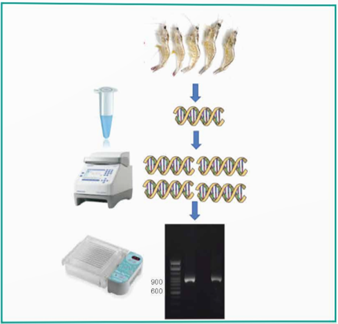 CHƯƠNG VIII: CÔNG NGHỆ NUÔI THUỶ SẢNBÀI 22: BẢO QUẢN VÀ CHẾ BIẾN SẢN PHẨM THUỶ SẢN(15 CÂU)1. NHẬN BIẾT (4 CÂU)Câu 1: Phương pháp bảo quản lạnh có nguyên lý như thế nào?Trả lời:Phương pháp bảo quản lạnh sử dụng nhiệt độ thấp để ức chế sự hoạt động của enzyme và các vi sinh vật gây hại sản phẩm thủy sản trong quá trình bảo quản.Câu 2: Trong phương pháp bảo quản làm khô, nhiệt độ bảo quản là bao nhiêu?Trả lời: Nhiệt độ bảo quản trong phương pháp làm khô là nhiệt độ thường hoặc bảo quản trong tủ lạnh.Câu 3: Phương pháp ướp muối được áp dụng đối với những loại thủy sản nào?Trả lời: Phương pháp ướp muối thường được áp dụng đối với cá và tôm.Câu 4: Công nghệ polyurethane được ứng dụng để bảo quản thủy sản như thế nào?Trả lời: Công nghệ polyurethane được ứng dụng để đóng hầm bảo quản trên tàu khai thác thủy sản, giúp kéo dài thời gian bảo quản và tăng chất lượng hải sản sau khai thác.2. THÔNG HIỂU (4 CÂU)Câu 1: Tại sao phương pháp bảo quản lạnh lại giúp bảo quản thủy sản lâu dài?Trả lời: Phương pháp bảo quản lạnh giúp bảo quản thủy sản lâu dài bằng cách làm giảm nhiệt độ, ức chế sự phát triển của vi sinh vật và làm chậm quá trình oxy hóa trong sản phẩm.Câu 2: Quy trình bảo quản cá ngừ đại dương bằng công nghệ nano UFB là gì?Trả lời: Quy trình bảo quản cá ngừ đại dương bằng công nghệ nano UFB gồm các bước tạo nước biển lạnh tuần hoàn, vận hành thiết bị tạo bọt khí nitrogen nano, sơ chế cá ngừ, bảo quản sản phẩm và bốc dỡ sản phẩm.Câu 3: Ưu điểm của công nghệ polyurethane trong bảo quản thủy sản là gì?Trả lời: Ưu điểm của công nghệ polyurethane là cách nhiệt tốt, có độ bám dính cao, trọng lượng nhẹ, ít thấm hút nước và có độ đàn hồi, giúp bảo quản thủy sản hiệu quả trong các hầm bảo quản.Câu 4: Phương pháp ướp muối giúp bảo quản thủy sản như thế nào?Trả lời: Phương pháp ướp muối giúp bảo quản thủy sản bằng cách tạo ra môi trường có nồng độ muối cao, ức chế sự hoạt động và phát triển của vi sinh vật gây hại.3. VẬN DỤNG (4 CÂU)Câu 1: Bạn sẽ chọn phương pháp nào để bảo quản thủy sản trong trường hợp cần bảo quản lâu dài?Trả lời: Tôi sẽ chọn phương pháp làm khô, vì phương pháp này có thể bảo quản thủy sản lâu dài từ 6 tháng đến một năm, giúp giữ được hương vị và chất lượng sản phẩm.Câu 2: Nếu bạn là người nuôi thủy sản và muốn bảo quản cá ngừ tươi lâu trong quá trình vận chuyển, bạn sẽ ứng dụng công nghệ nào?Trả lời: Tôi sẽ ứng dụng công nghệ nano UFB trong bảo quản cá ngừ, vì công nghệ này giúp khử oxy hòa tan, ngăn ngừa quá trình oxy hóa và giữ cá tươi lâu mà không làm hao hụt khối lượng.------------------------- Còn tiếp ------------------------- CHƯƠNG X: BẢO VỆ VÀ KHAI THÁC NGUỒN LỢI THUỶ SẢN