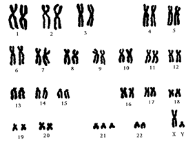 BÀI 13: DI TRUYỀN QUẦN THỂ(17 câu)A. CÂU HỎI TRẮC NGHIỆM1. NHẬN BIẾT (6 CÂU)Câu 1: Vốn gene của quần thể là tập hợp tất cả cácA. kiểu gene trong quần thể.                            B. gene trong một cá thể.C. allele có trong quần thể.                               D. allele của một gene trong quần thể.Câu 2: Đặc trưng di truyền của quần thể thể hiện ởA. tần số allele và thành phần kiểu gene.B. tỉ lệ giới tính của quần thể.C. mật độ cá thể của quần thể.D. tỉ lệ các nhóm tuổi trong quần thể.Câu 3: Đặc trưng di truyền của một quần thể giao phối được thể hiện ởA. số lượng cá thể và mật độ quần thể.B. số loại kiểu hình khác nhau trong quần thể.C. nhóm tuổi và tỉ lệ giới tính của quần thể.D. tần số allele và tần số kiểu gene.Câu 4: Định luật Hardy - Weinberg phản ánhA. trạng thái động của quần thể.B. sự mất ổn định của tần số allele trong quần thể.C. sự ổn định của tần số allele trong quần thể.D. trạng thái cân bằng của quần thể.Câu 5: Điều luật cấm kết hôn gần dựa trên cơ sở di truyền nào?A. Ngăn cản tổ hợp allele trội làm thoái hóa giống.B. Hạn chế dị tật do allele lặn gây ra.C. Đảm bảo luân thường đạo lí làm người.D. Thực hiện thuần phong mỹ tục của dân tộc.Câu 6: Cấu trúc di truyền của quần thể tự phối biến đổi qua các thế hệ theo hướngA. Giảm dần kiểu gene đồng hợp tử trội, tăng gần kiểu gene đồng hợp tử lặn.B. Giảm dần kiểu gene đồng hợp tử lặn, tăng dần kiểu gene đồng hợp tử trội.C. Giảm dần tỉ lệ đồng hợp tử, tăng dần tỉ lệ dị hợp tử.D. Tăng dần kiểu gene đồng hợp tử, giảm dần tỉ lệ dị hợp tử.2. THÔNG HIỂU (5 CÂU)Câu 1: Ở một quần thể đậu Hà Lan, xét một gene có hai allele (A và a), tần số allele A là 0,9. Theo lí thuyết, tần số allele a của quần thể này làA. 0,81.                   B. 0,01.                              C. 0,1.                               D. 0,9.----------------------------------------------------------- Còn tiếp ----------------------BÀI 14: DI TRUYỀN HỌC NGƯỜI (14 câu)