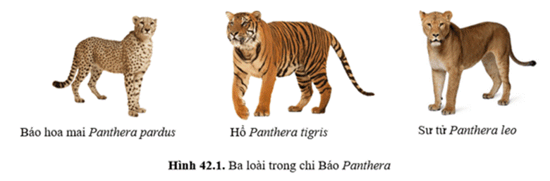 CHỦ ĐỀ 12. TIẾN HOÁBÀI 42: GIỚI THIỆU VỀ TIẾN HÓA, CHỌN LỌC NHÂN TẠO VÀ CHỌN LỌC TỰ NHIÊN