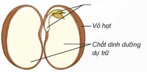 BÀI 14: SỰ PHÁT TRIỂN CỦA CÂY CON