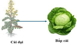 CHỦ ĐỀ 12. TIẾN HOÁBÀI 42: GIỚI THIỆU VỀ TIẾN HÓA, CHỌN LỌC NHÂN TẠO VÀ CHỌN LỌC TỰ NHIÊN