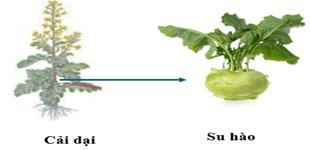 CHỦ ĐỀ 12. TIẾN HOÁBÀI 42: GIỚI THIỆU VỀ TIẾN HÓA, CHỌN LỌC NHÂN TẠO VÀ CHỌN LỌC TỰ NHIÊN