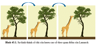 BÀI 43. CƠ CHẾ TIẾN HOÁ