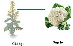 CHỦ ĐỀ 12. TIẾN HOÁBÀI 42: GIỚI THIỆU VỀ TIẾN HÓA, CHỌN LỌC NHÂN TẠO VÀ CHỌN LỌC TỰ NHIÊN