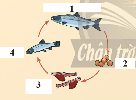 BÀI 16: SỰ LỚN LÊN VÀ PHÁT TRIỂN CỦA ĐỘNG VẬT