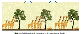 BÀI 43. CƠ CHẾ TIẾN HOÁ