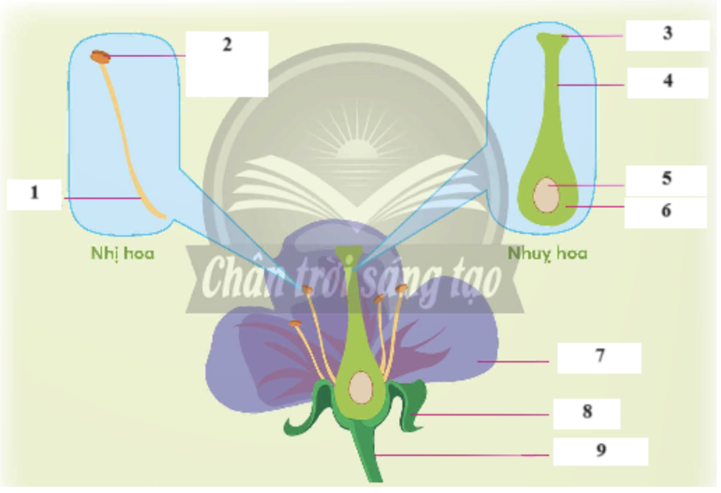 BÀI 13: SINH SẢN CỦA THỰC VẬT CÓ HOA