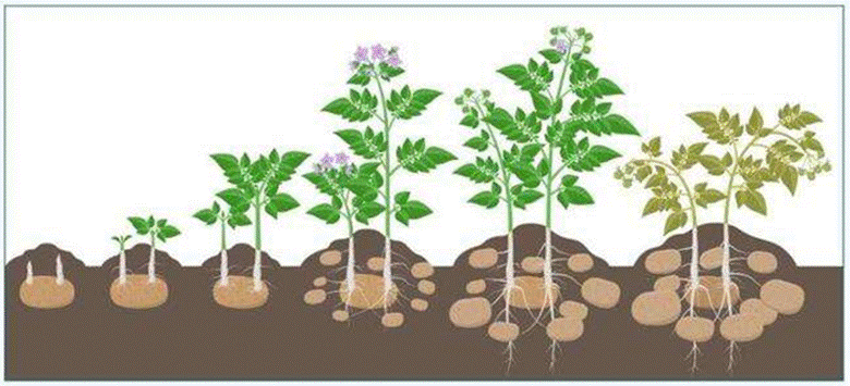 BÀI 43. CƠ CHẾ TIẾN HOÁ