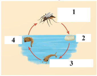 BÀI 11: VÒNG ĐỜI CỦA ĐỘNG VẬT ĐẺ TRỨNG VÀ ĐỘNG VẬT ĐẺ CON