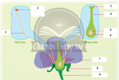 BÀI 8: SỰ SINH SẢN CỦA THỰC VẬT CÓ HOA