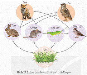 BÀI 29: TRAO ĐỔI VẬT CHẤT VÀ CHUYỂN HÓA NĂNG LƯỢNG TRONG HỆ SINH THÁI