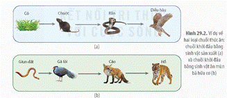 BÀI 29: TRAO ĐỔI VẬT CHẤT VÀ CHUYỂN HÓA NĂNG LƯỢNG TRONG HỆ SINH THÁI