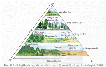 BÀI 31: SINH QUYỂN, KHU SINH HỌC VÀ CHU TRÌNH SINH – ĐỊA – HÓA