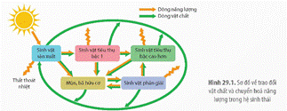 BÀI 29: TRAO ĐỔI VẬT CHẤT VÀ CHUYỂN HÓA NĂNG LƯỢNG TRONG HỆ SINH THÁI