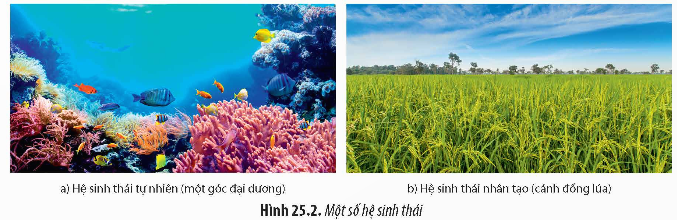 BÀI 25: HỆ SINH THÁI