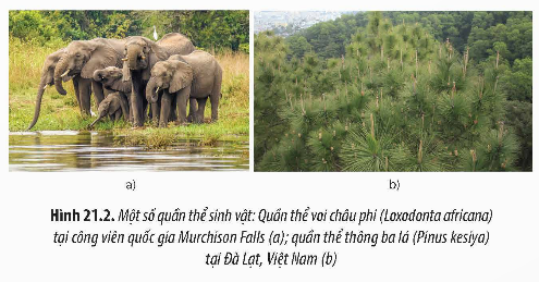 BÀI 21: QUẦN THỂ SINH VẬT