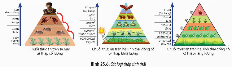 BÀI 25: HỆ SINH THÁI