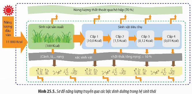 BÀI 25: HỆ SINH THÁI