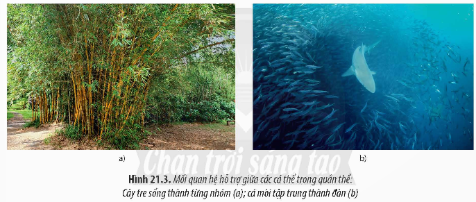 BÀI 21: QUẦN THỂ SINH VẬT