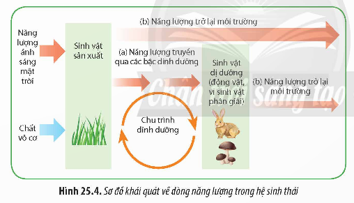 BÀI 25: HỆ SINH THÁI