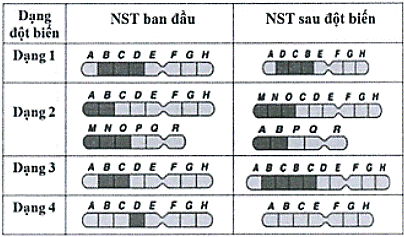 BÀI 12: ĐỘT BIẾN NHIỄM SẮC THỂ