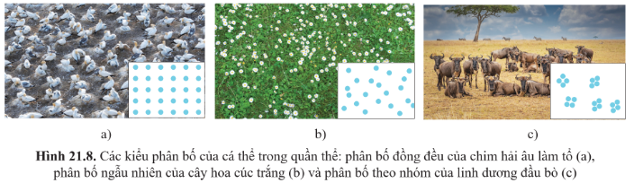 BÀI 21: SINH THÁI HỌC QUẦN THỂ