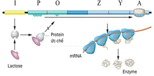  ĐIỀU HÒA BIỂU HIỆN GENE