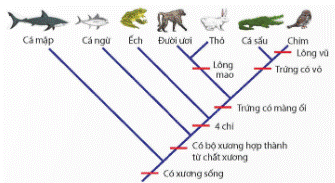 BÀI 22: TIẾN HÓA LỚN VÀ QUÁ TRÌNH PHÁT SINH CHỦNG LOẠI