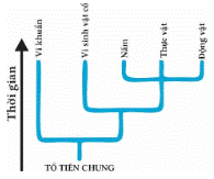 BÀI 22: TIẾN HÓA LỚN VÀ QUÁ TRÌNH PHÁT SINH CHỦNG LOẠI