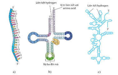  SỰ BIỂU HIỆN THÔNG TIN DI TRUYỀN