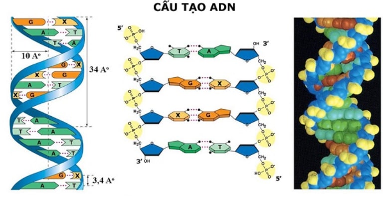  DNA VÀ CƠ CHẾ TÁI BẢN DNA