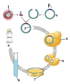  HỆ GENE, ĐỘT BIẾN GENE, CÔNG NGHỆ GENE