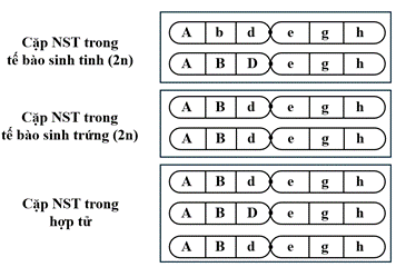  NHIỄM SẮC THỂ VÀ CƠ CHẾ DI TRUYỀN NHIỄM SẮC THỂ