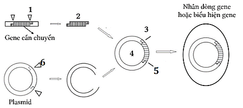  CÔNG NGHỆ GENE