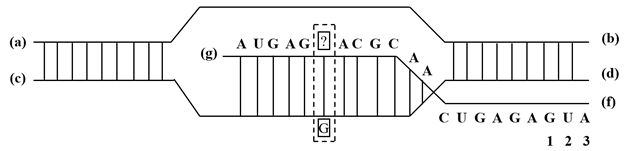  GENE, HỆ GENE VÀ QUÁ TRÌNH TRUYỀN ĐẠT THÔNG TIN DI TRUYỀN