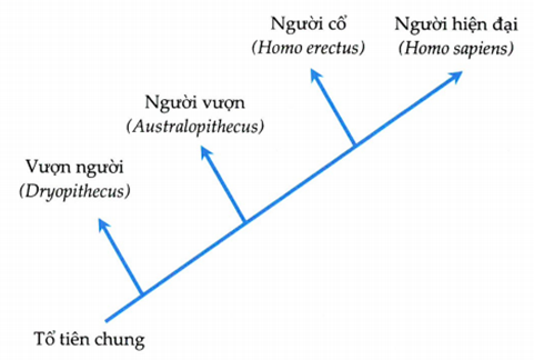 BÀI 19: SỰ PHÁT TRIỂN SỰ SỐNG(10 câu)A. CÂU HỎI TRẮC NGHIỆM1. NHẬN BIẾT (5 CÂU)Câu 3: Thời đại nào được gọi là “thời đại của bò sát”?A. Đại Trung sinh.                                       B. Đại Cổ sinh.C. Đại Tân sinh.                                           D. Đại Nguyên sinh.Câu 2: Loài người xuất hiện vào khoảng thời gian nào?A. Kỉ Đệ tam, Đại Tân sinh.                          B. Kỉ Đệ tứ, Đại Tân sinh.C. Kỉ Phấn trắng, Đại Trung Sinh.                 D. Kỉ Jurassic, Đại Trung sinh.Câu 3: Thực vật có hạt bắt đầu xuất hiện ở thời đại nào?A. Đại Trung sinh.                                       B. Đại Cổ sinh.C. Đại Tân sinh.                                           D. Đại Nguyên sinh.Câu 4: Sau khi tách ra từ tổ tiên chung, nhánh vượn người cổ đại đã phân hóa thành nhiều loài khác nhau, trong số đó có 1 nhánh tiến hóa hình thành chi Homo. Loài xuất hiện đầu tiên trong chi Homo làA. Homo habilis.                                 B. Homo sapiens.             C. Homo erectus.                                D. Homo neaderthallelesis.Câu 5: Loài người hiện đại tiến hóa từ vượn người (Australopithecus) qua các giai đoạn trung gian làA. H. habilis → H. ergaster → H. erectus → H. heidelbergensis → H. sapiens.B. H. habilis → H. ergaster → H. heidelbergensis → H. erectus → H. sapiens.C. H. habilis → H. heidelbergensis → H. ergaster → H. erectus → H. sapiens.D. H. habilis → H. erectus → H. ergaster → H. heidelbergensis → H. sapiens.2. THÔNG HIỂU (1 CÂU)Câu 1: Cho cây phát sinh chủng loại của một số loài dưới đây:Dựa theo cây phát sinh chủng loại (hình trên), sinh vật có họ hàng gần gũi nhất với con người làA. Bonobo.                                         B. Bonobo và Chimpanzee.                 C. Chimpanzee.                                  D. Orangutan và Gorrilla.3. VẬN DỤNG (1 CÂU)................................................................................................................................. B. CÂU HỎI TRẮC NGHIỆM ĐÚNG - SAI.