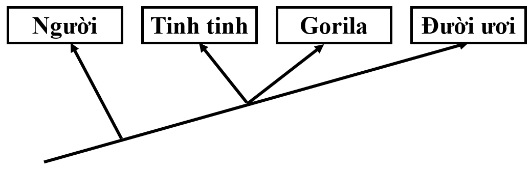  SINH HỌC 12 – KẾT NỐI TRI THỨCNăng lựcCấp độ tư duyPHẦN IPHẦN IIPHẦN IIIBiếtHiểuVận dụngBiếtHiểu Vận dụngBiếtHiểuVận dụng1. Nhận thức sinh học102214 21 2. Tìm hiểu thế giới sống 11281 113. Vận dụng kiến thức kĩ năng đã học 11   1  Tổng1044312132145%40%15% TRƯỜNG THPT .........BẢN ĐẶC TẢ KĨ THUẬT ĐỀ KIỂM TRA GIỮA HỌC KÌ II (2024 – 2025)