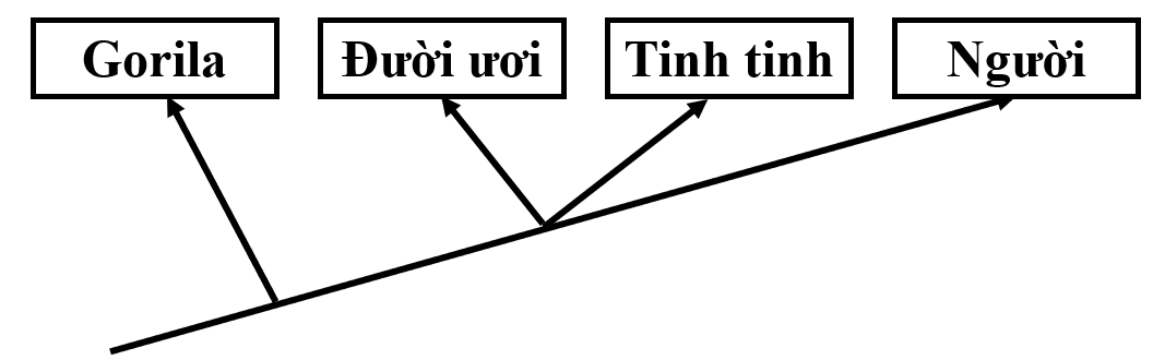  SINH HỌC 12 – KẾT NỐI TRI THỨCNăng lựcCấp độ tư duyPHẦN IPHẦN IIPHẦN IIIBiếtHiểuVận dụngBiếtHiểu Vận dụngBiếtHiểuVận dụng1. Nhận thức sinh học102214 21 2. Tìm hiểu thế giới sống 11281 113. Vận dụng kiến thức kĩ năng đã học 11   1  Tổng1044312132145%40%15% TRƯỜNG THPT .........BẢN ĐẶC TẢ KĨ THUẬT ĐỀ KIỂM TRA GIỮA HỌC KÌ II (2024 – 2025)