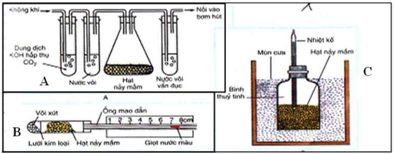 BÀI 5. HÔ HẤP Ở THỰC VẬT