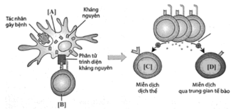 BÀI 12. MIỄN DỊCH Ở ĐỘNG VẬT VÀ NGƯỜI