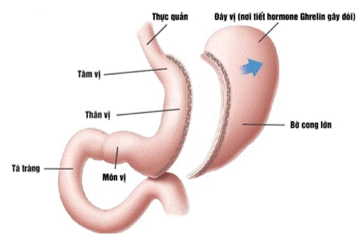 BÀI 8. DINH DƯỠNG VÀ TIÊU HÓA Ở ĐỘNG VẬT