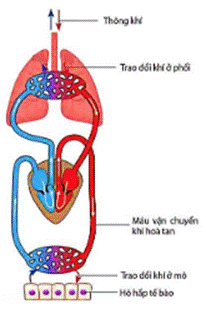 BÀI 7. HÔ HẤP Ở ĐỘNG VẬT