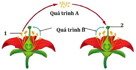 BÀI 21. SINH SẢN Ở SINH VẬT